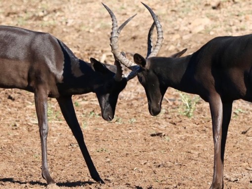 Rare Colour Variant Game in South Africa: Golden Wildebeest, Black Impala & Golden Oryx Rare Colour Variant Game in South Africa: Golden Wildebeest, Black Impala & Golden Oryx