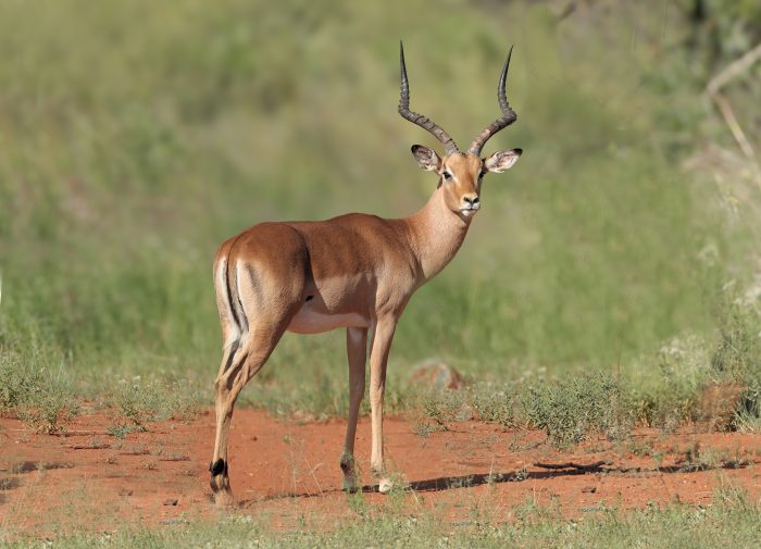 Common impala ram at Tolilé Lodge