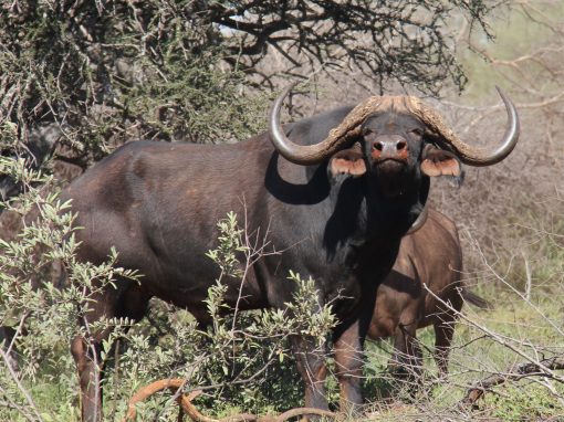Cape Buffalo Hunting for First-Timers: What to Know Before You Go Cape Buffalo Hunting for First-Timers: What to Know Before You Go