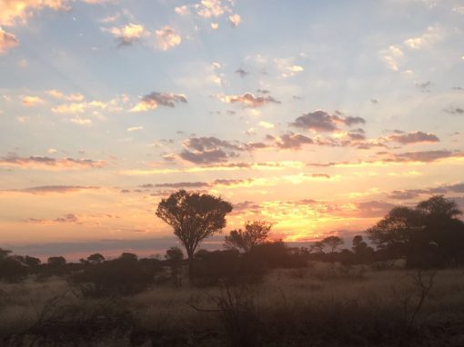 Is Trophy Hunting in South Africa Ethical? The Conservation Case, Explained Is Trophy Hunting in South Africa Ethical? The Conservation Case, Explained