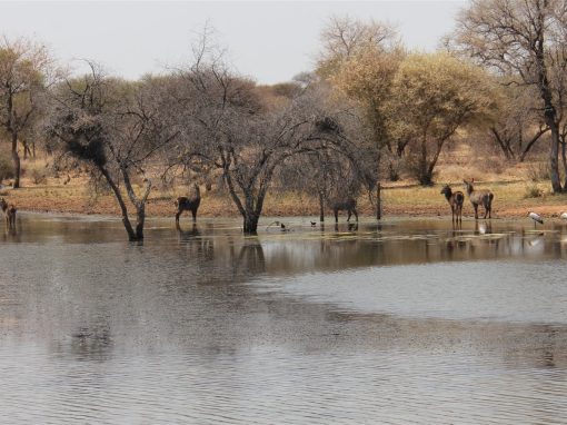 How Much Does It Cost to Hunt in South Africa? 2026 Trophy Fees & Package Guide How Much Does It Cost to Hunt in South Africa? 2026 Trophy Fees & Package Guide