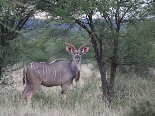 Kudu Hunting in Limpopo: Where to Find Trophy Bulls Over 55 Inches Kudu Hunting in Limpopo: Where to Find Trophy Bulls Over 55 Inches