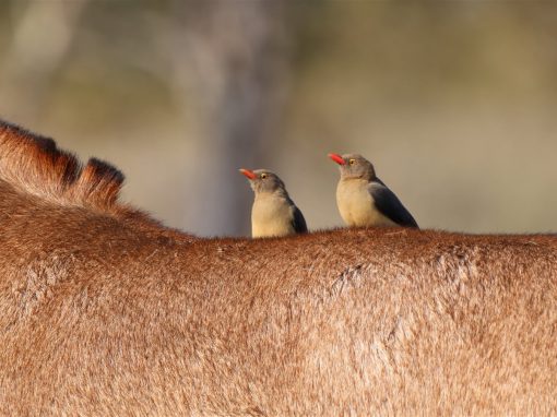 Non-Hunting Safari on the Limpopo River: Photographic Safaris, Birding & Game Drives Non-Hunting Safari on the Limpopo River: Photographic Safaris, Birding & Game Drives