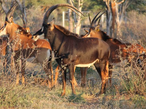Sable Antelope Hunting Guide: Trophy Quality, Season & What to Expect Sable Antelope Hunting Guide: Trophy Quality, Season & What to Expect