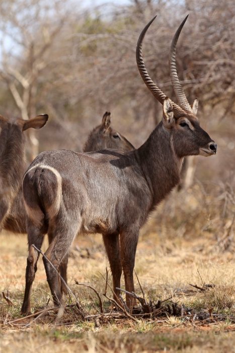 Waterbuck bull at Tolilé Lodge