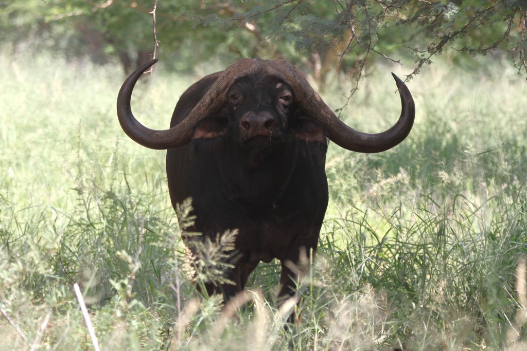 The 52-inch Cape buffalo bull offered at Tolilé Lodge