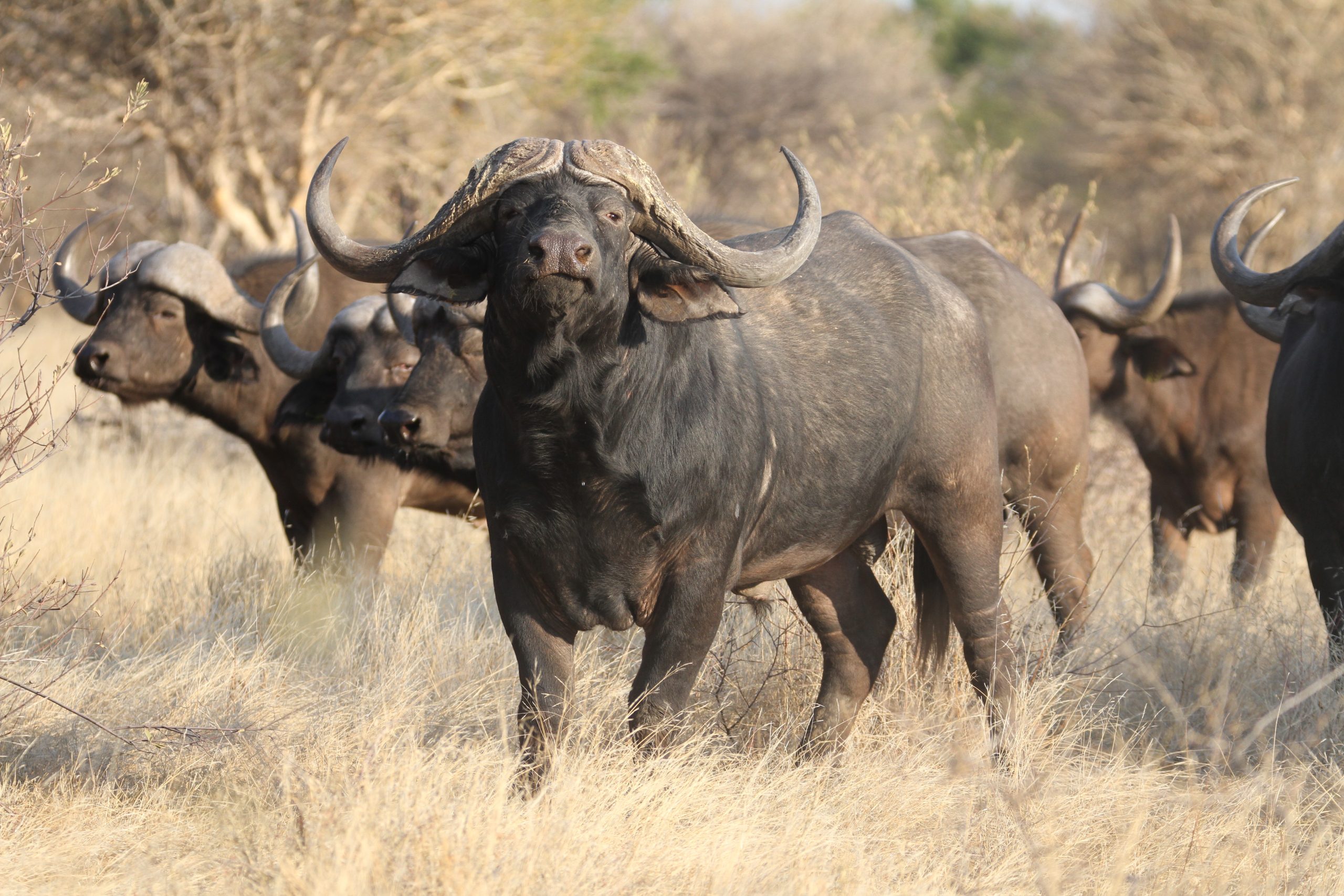 A Cape buffalo herd in the bushveld at Tolile Lodge, Limpopo