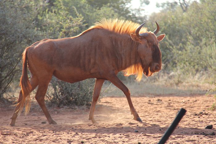 Golden wildebeest at Tolilé Lodge