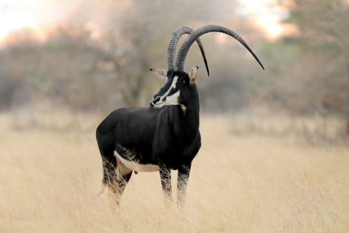 Sable bull at Tolilé Lodge
