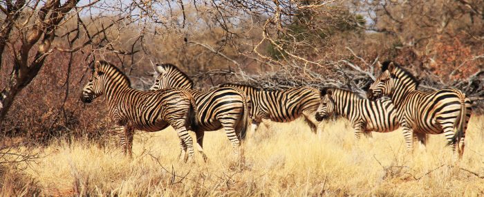 Burchell’s zebra at Tolilé Lodge